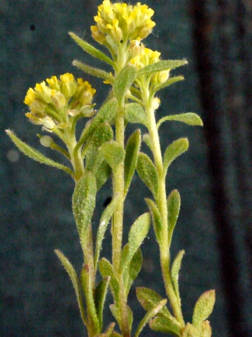 Alyssum campestre — houseplant care guide