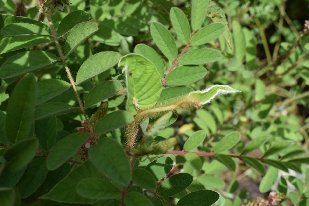 Indigofera astragalina — search result for 'Indigofera'