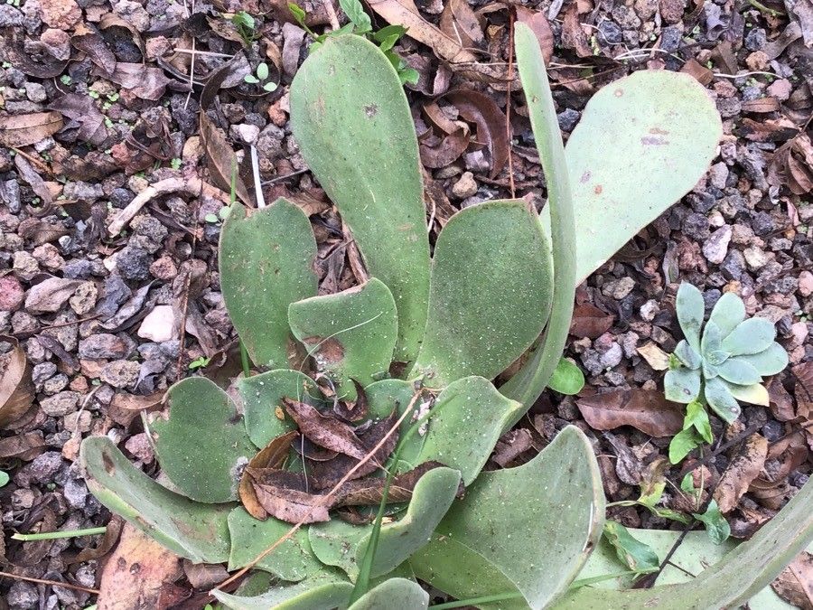 Aeonium canariense — search result for 'Canary Islands'