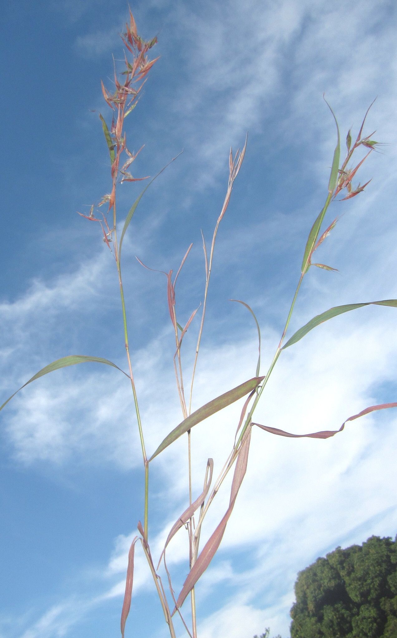 Hyparrhenia cymbaria habit