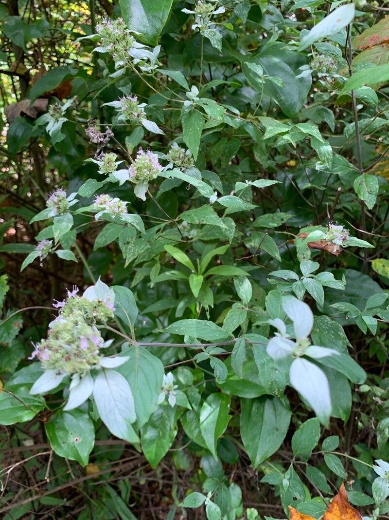 Pycnanthemum pycnanthemoides — houseplant care guide