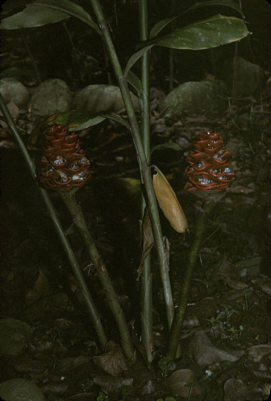 Zingiber inflexum habit