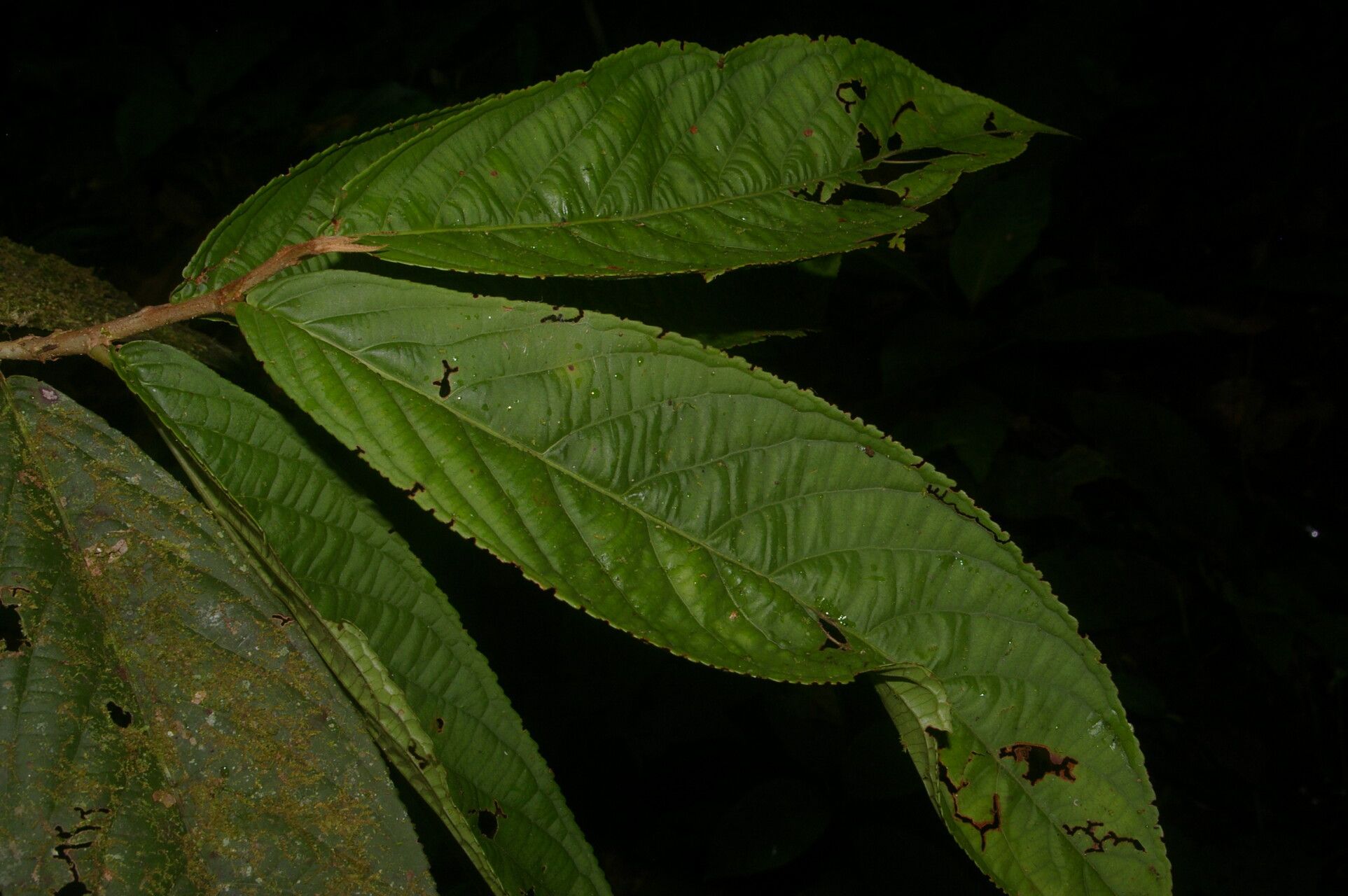 Casearia standleyana — houseplant care guide