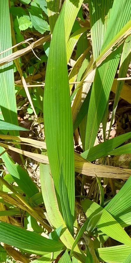 Setaria poiretiana — search result for 'Setaria'
