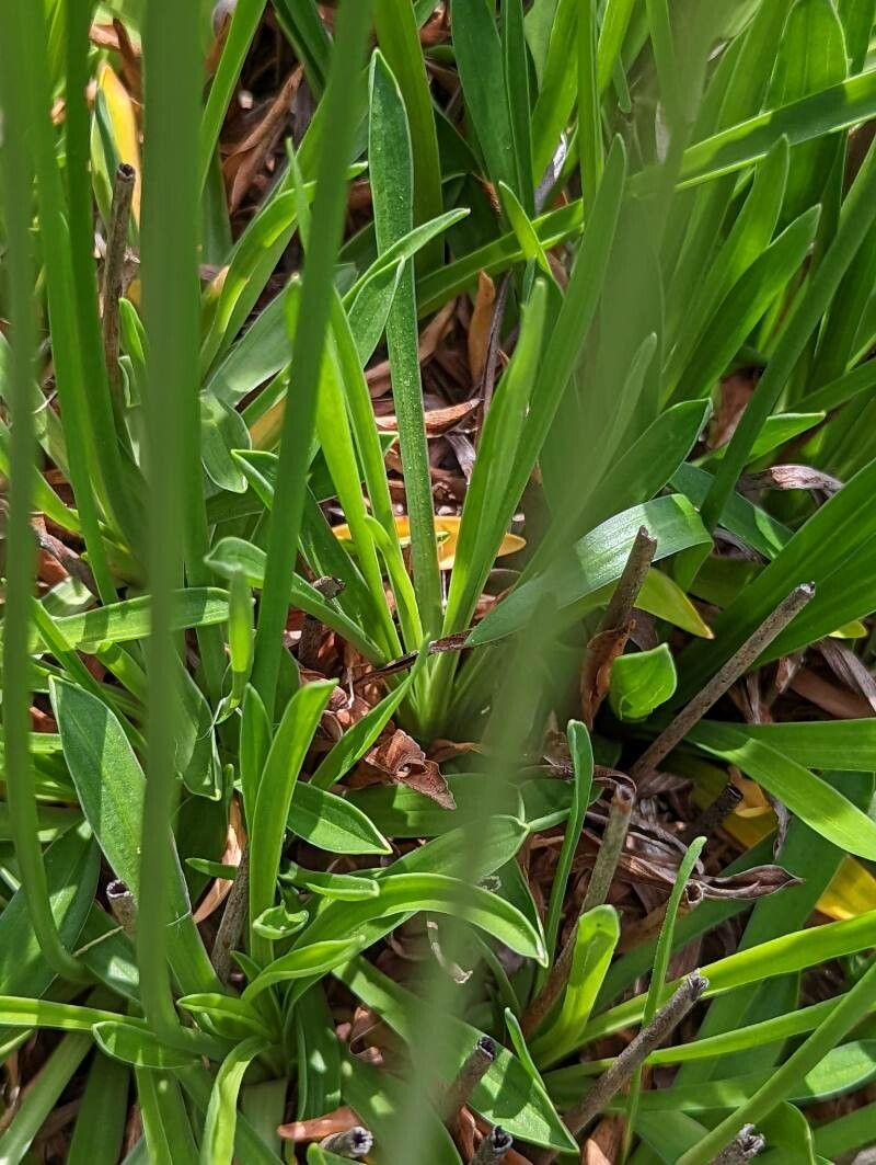 Armeria rumelica — houseplant care guide