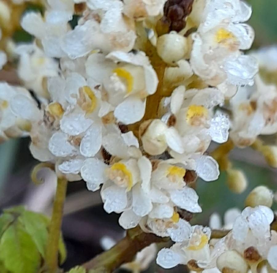 Serjania meridionalis flower