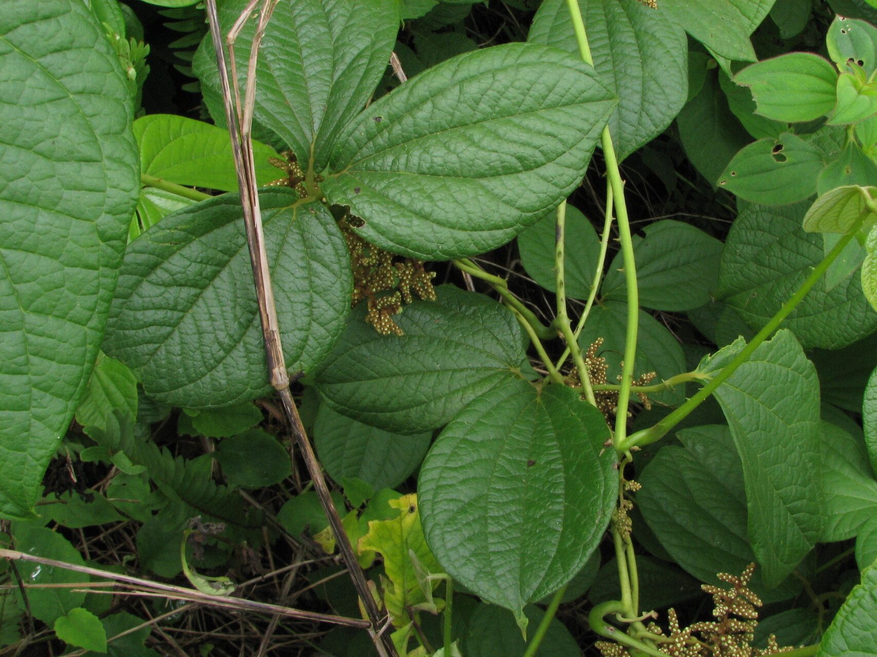 Dioscorea dumetorum — search result for 'Dioscorea'