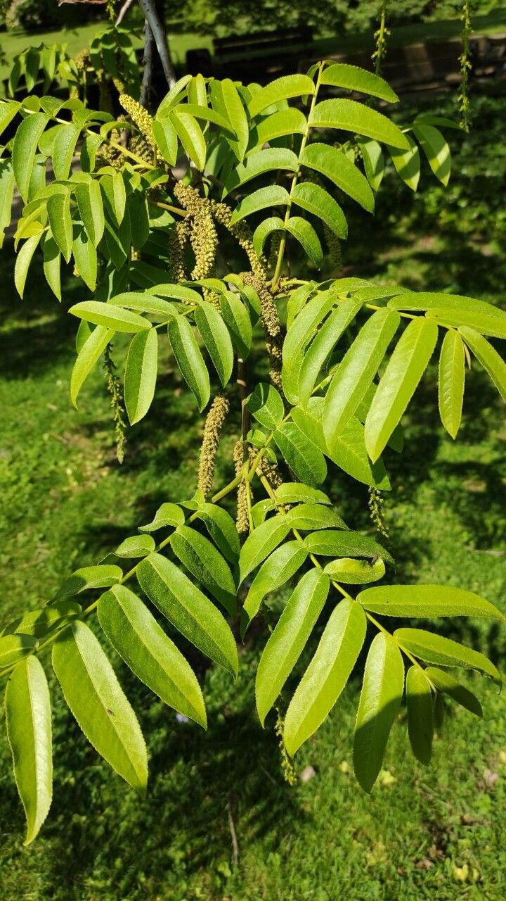 Pterocarya rhoifolia — related species from the same genus