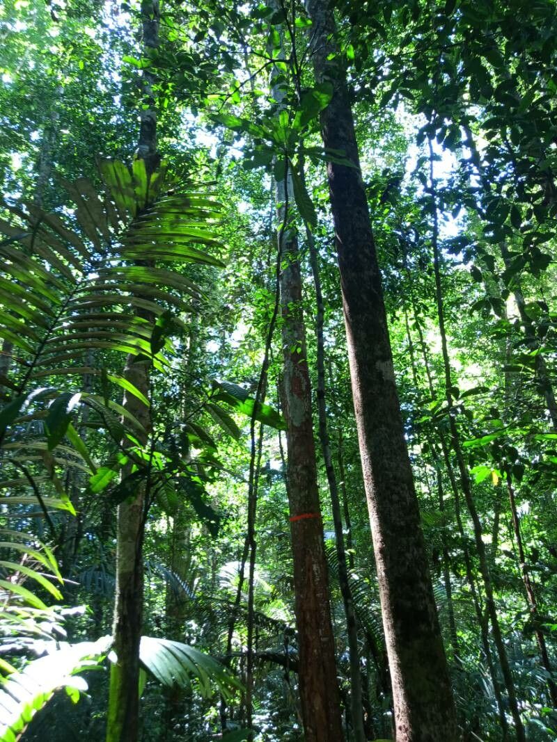 Siparuna pachyantha habit