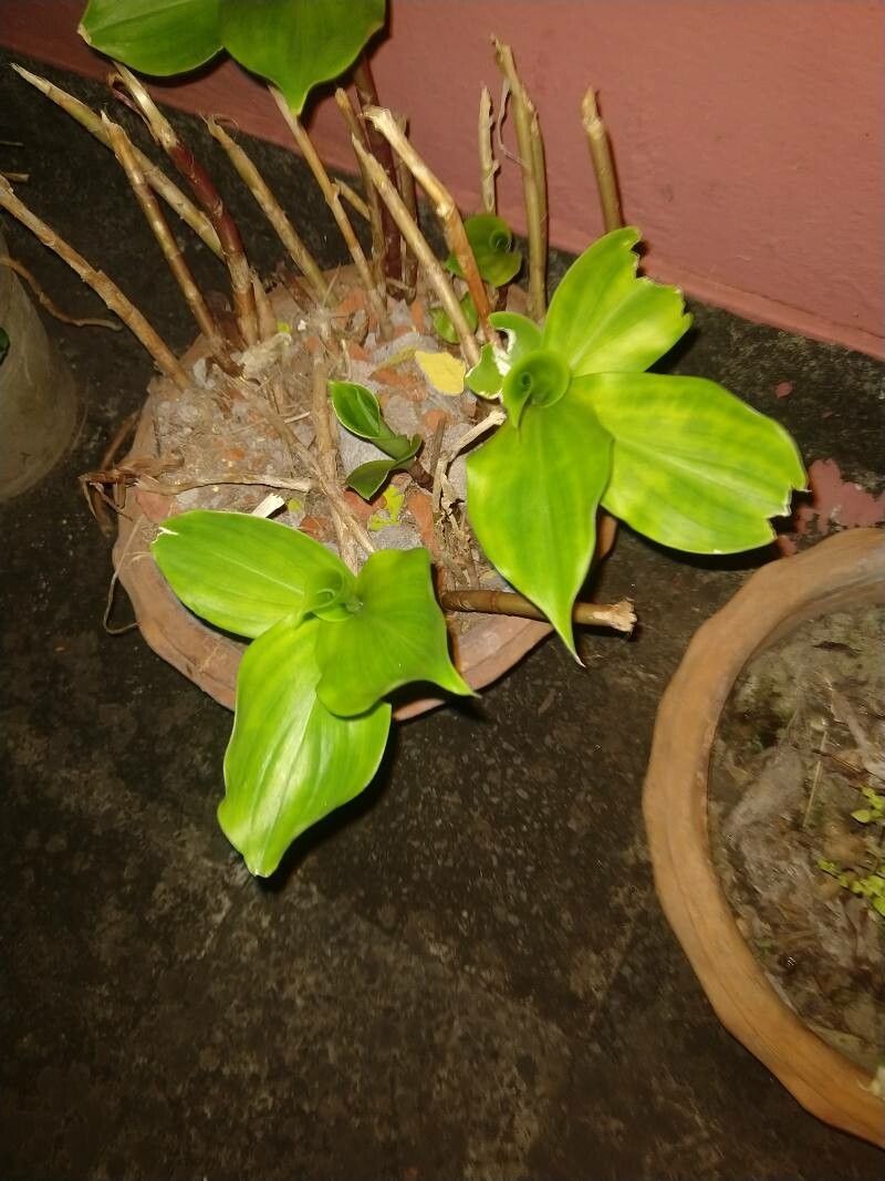 Kaempferia parviflora leaf