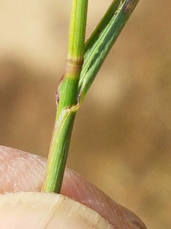 Aira caryophyllea leaf