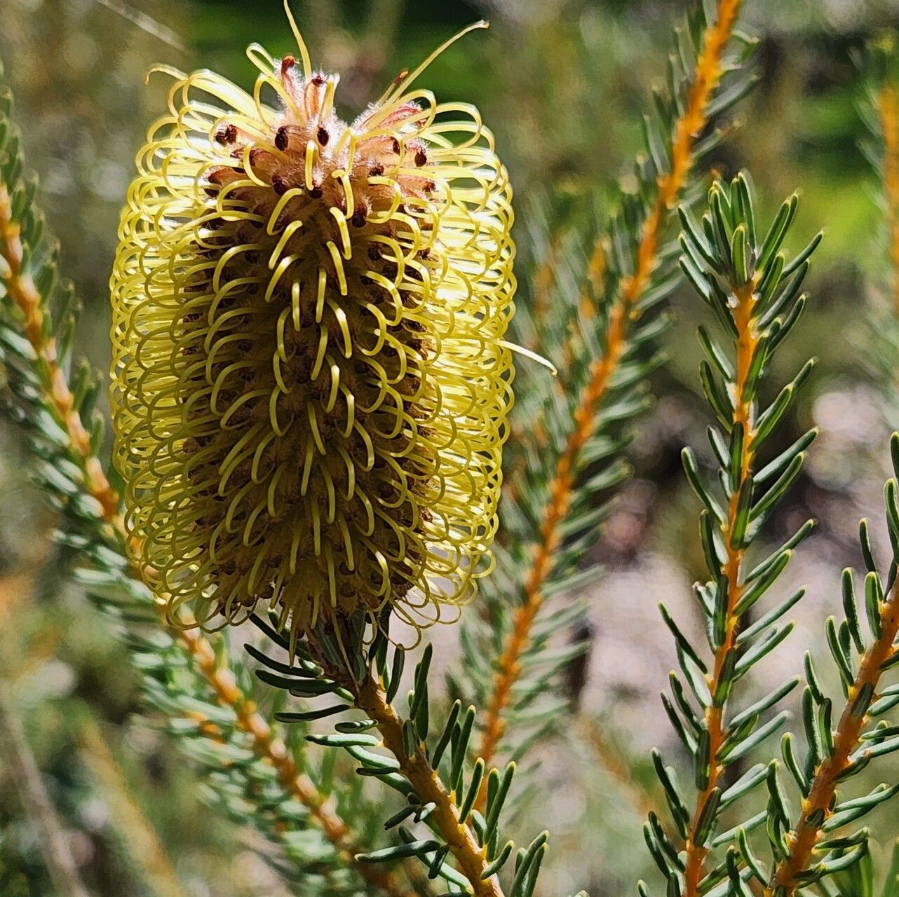 Banksia pulchella — houseplant care guide