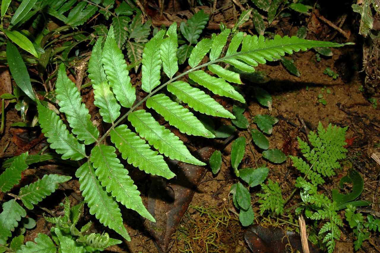 Bolbitis palustris habit