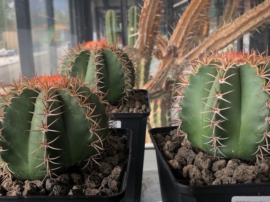 Melocactus matanzanus