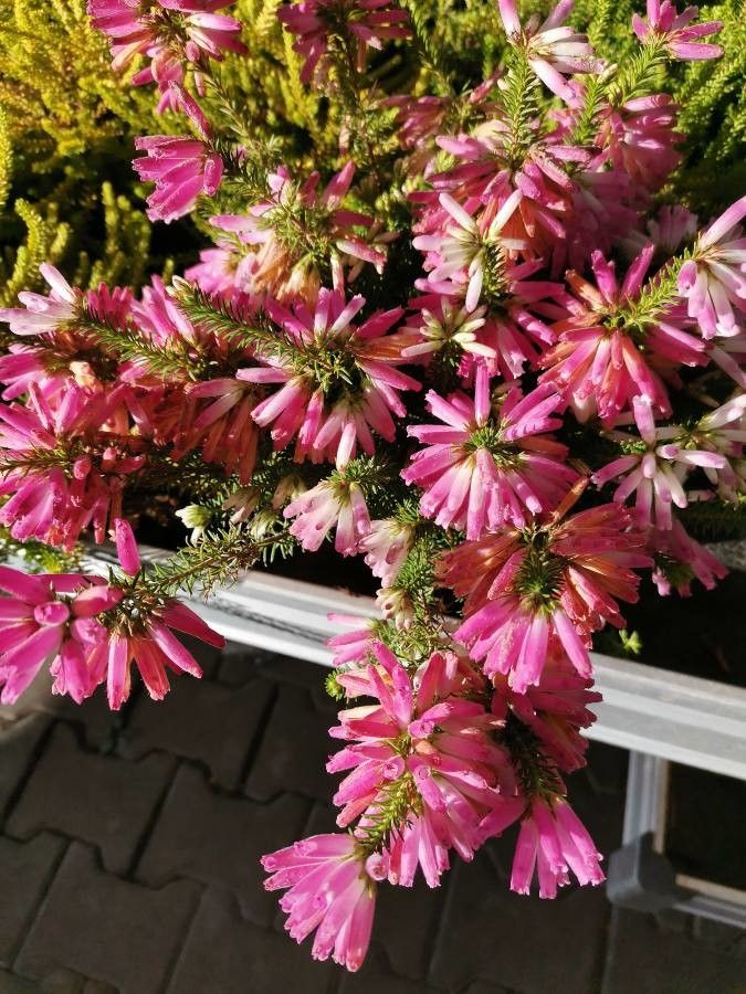 Erica verticillata habit