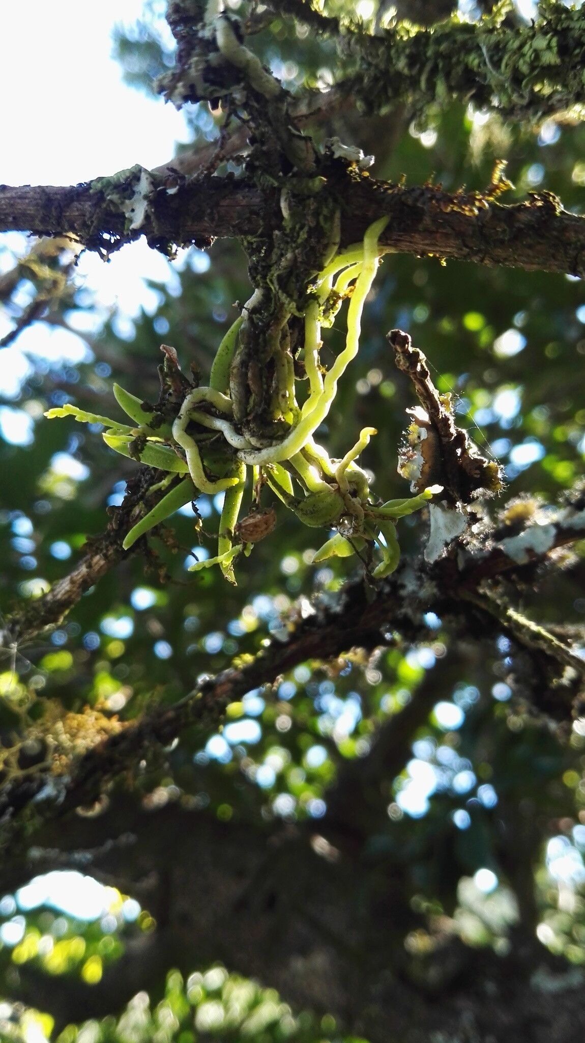 Angraecum chamaeanthus habit