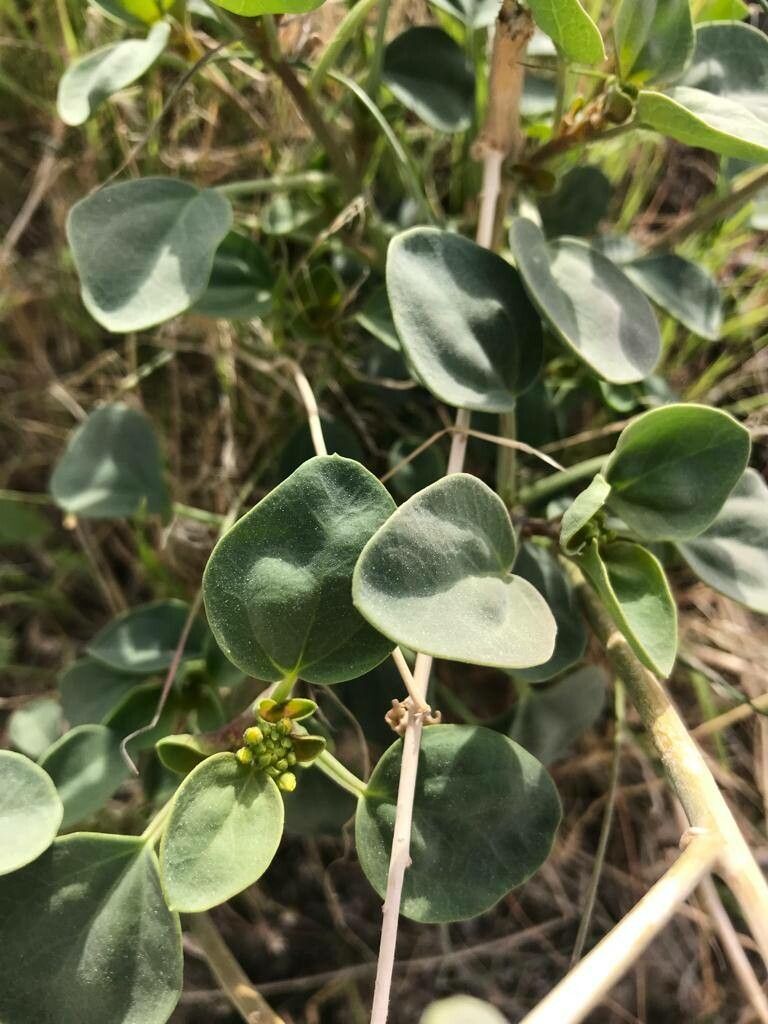 Cleome coluteoides leaf
