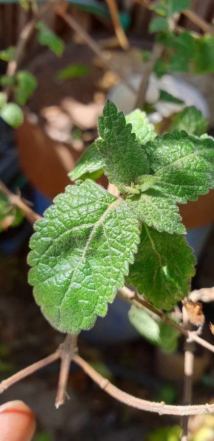 Ocimum lamiifolium — search result for 'Ocimum'