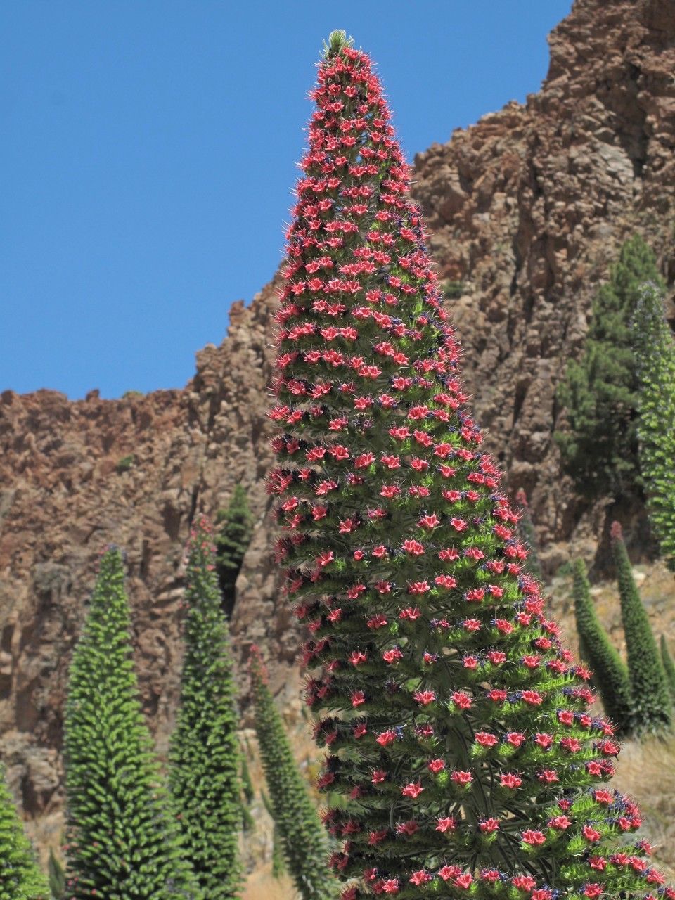 Echium wildpretii flower