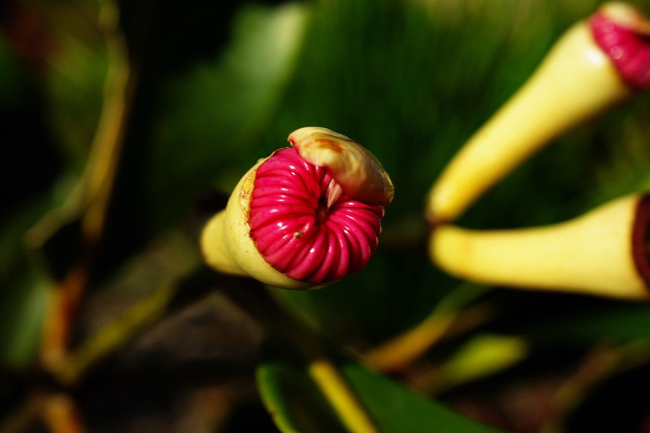 Syzygium nitens flower