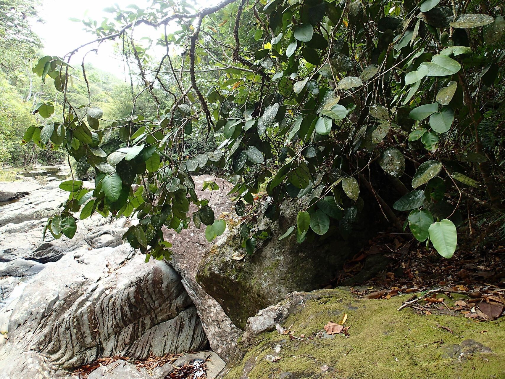 Eugenia paludosa habit