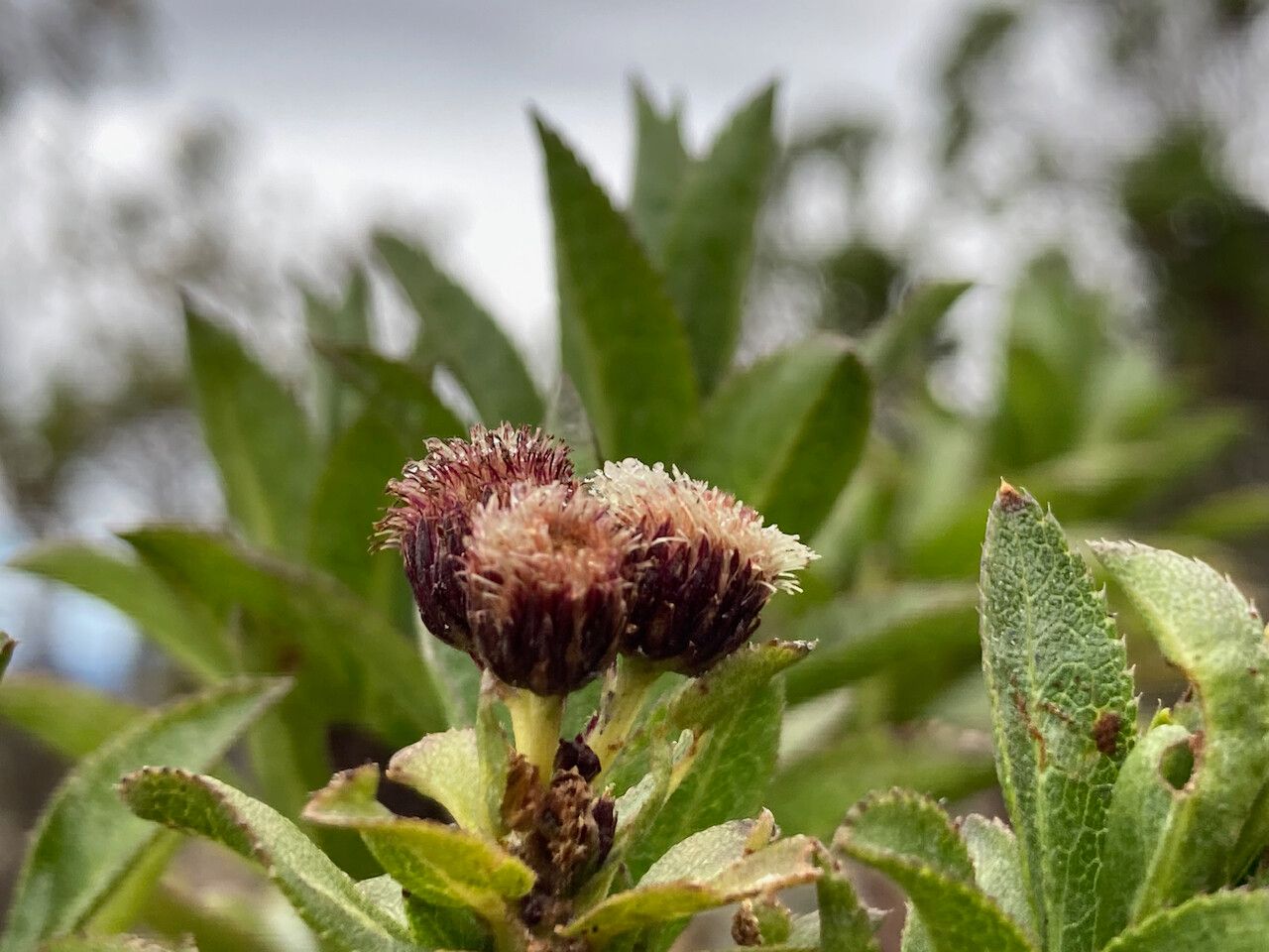 Baccharis prunifolia fruit