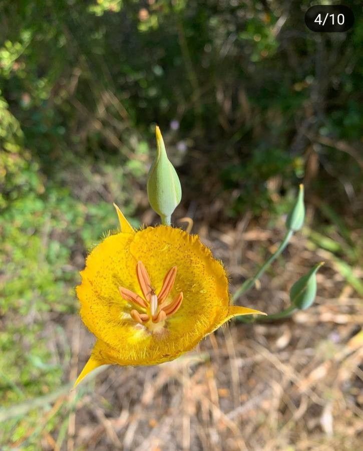 Calochortus weedii — search result for 'Calochortus'