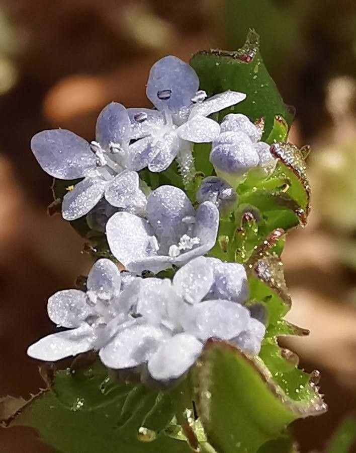 Valerianella echinata flower