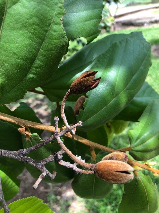 Luehea speciosa fruit