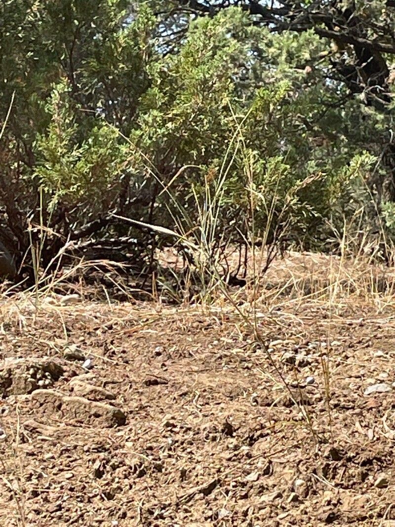 Digitaria eriantha — search result for 'Poaceae'