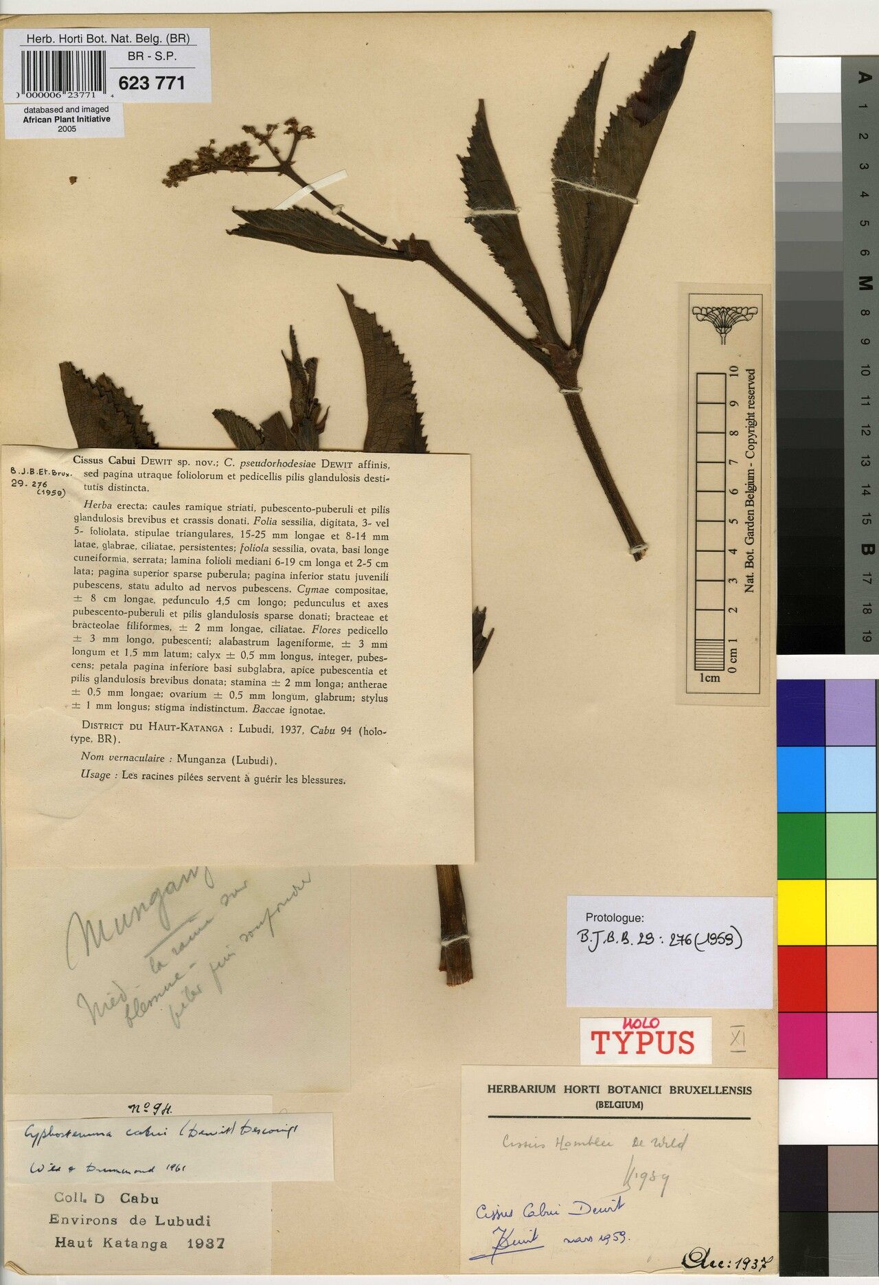 Cyphostemma cabui — search result for 'Cyphostemma'