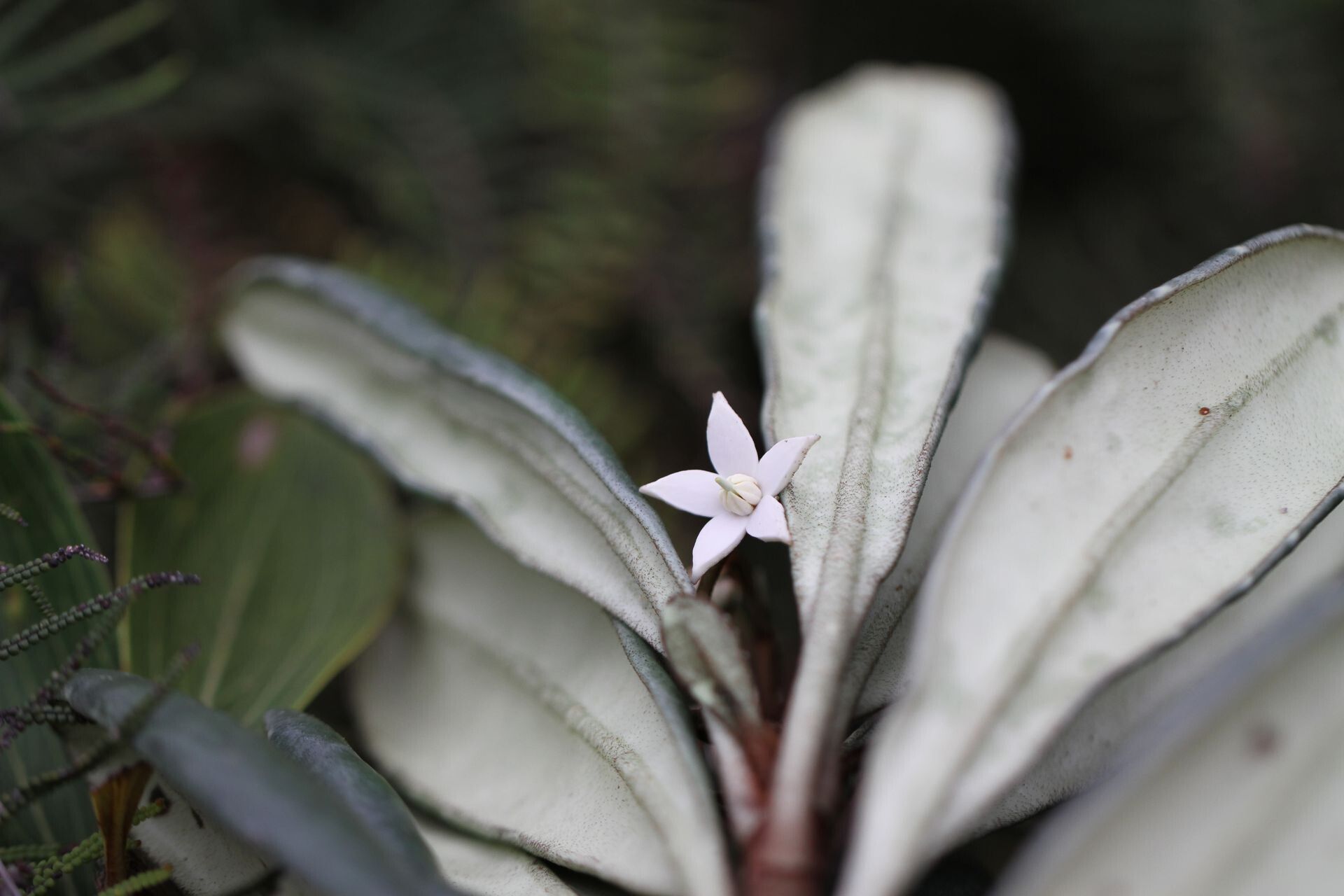 Platyspermation crassifolium flower
