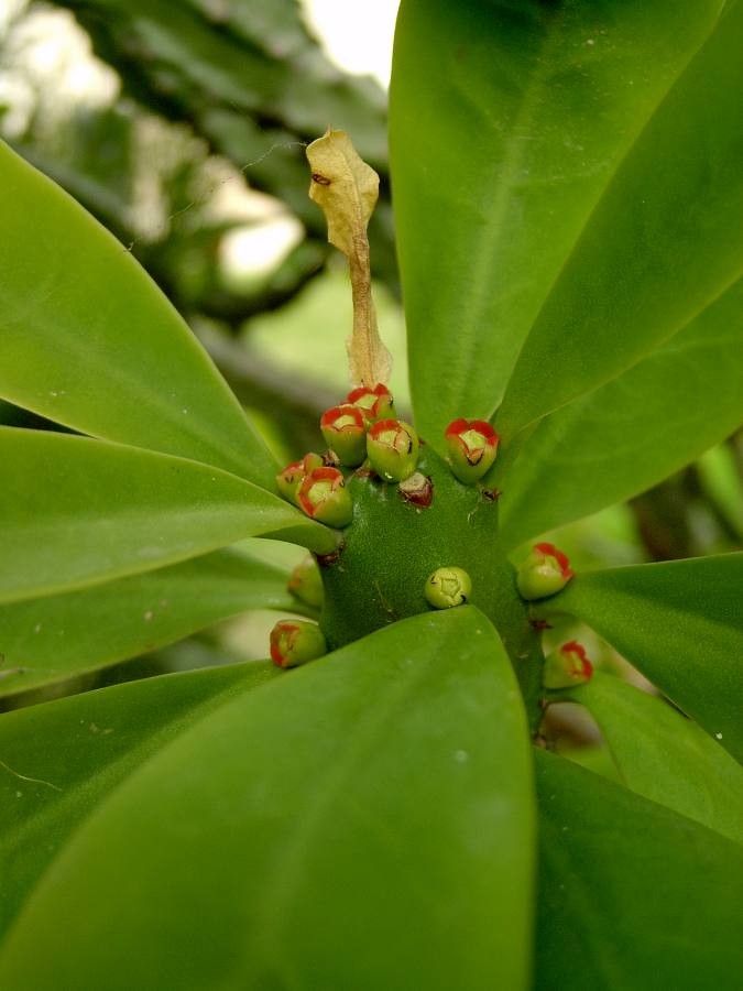 Euphorbia undulatifolia flower