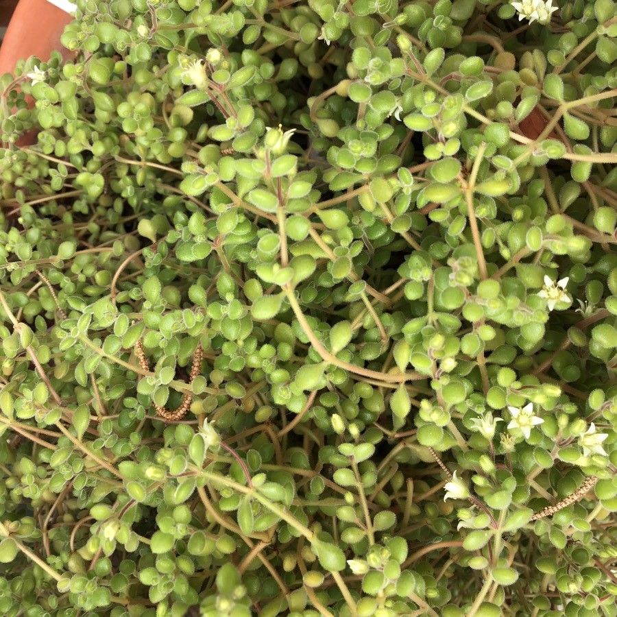 Crassula expansa leaf