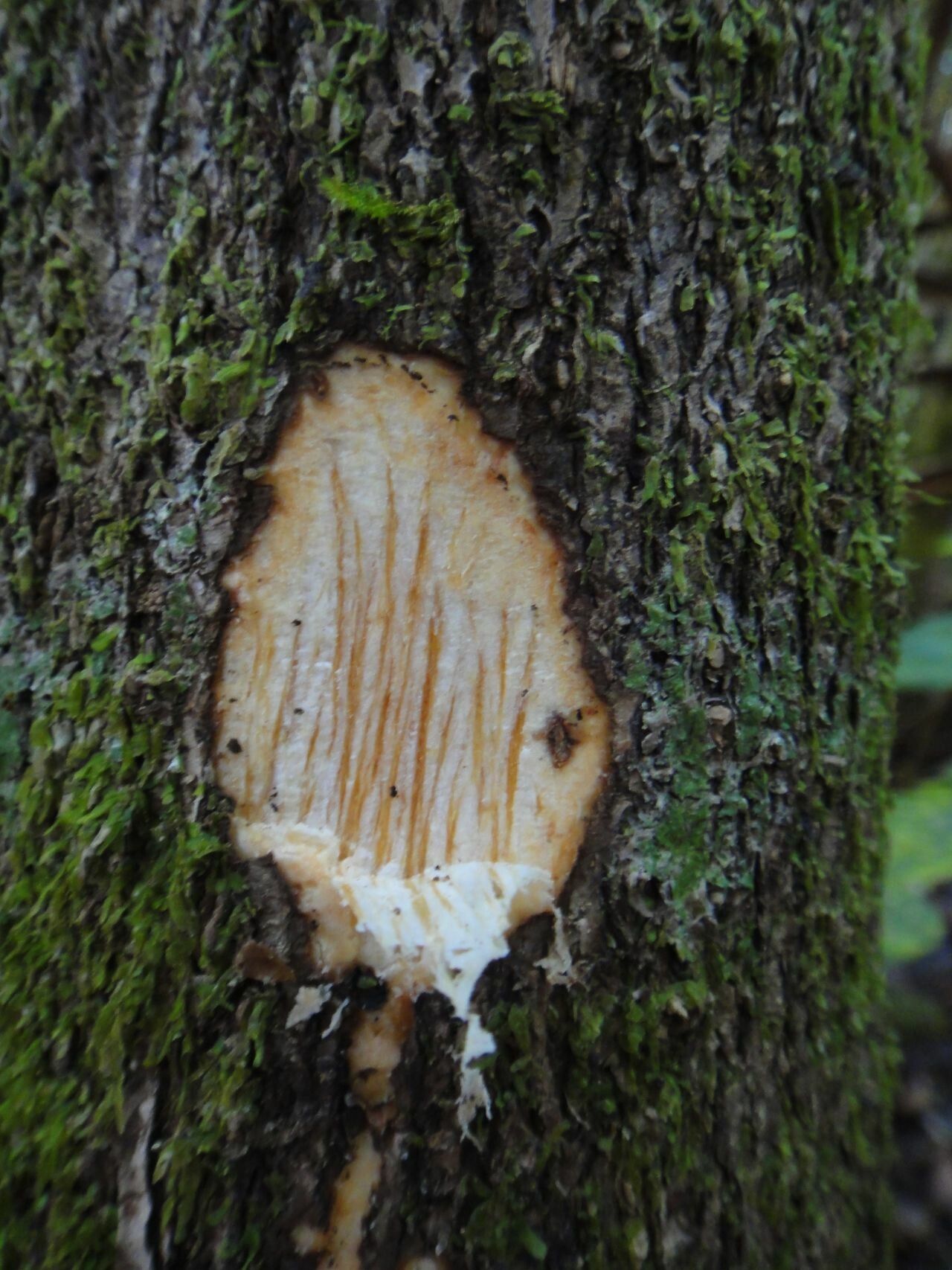 Polyscias bracteata bark