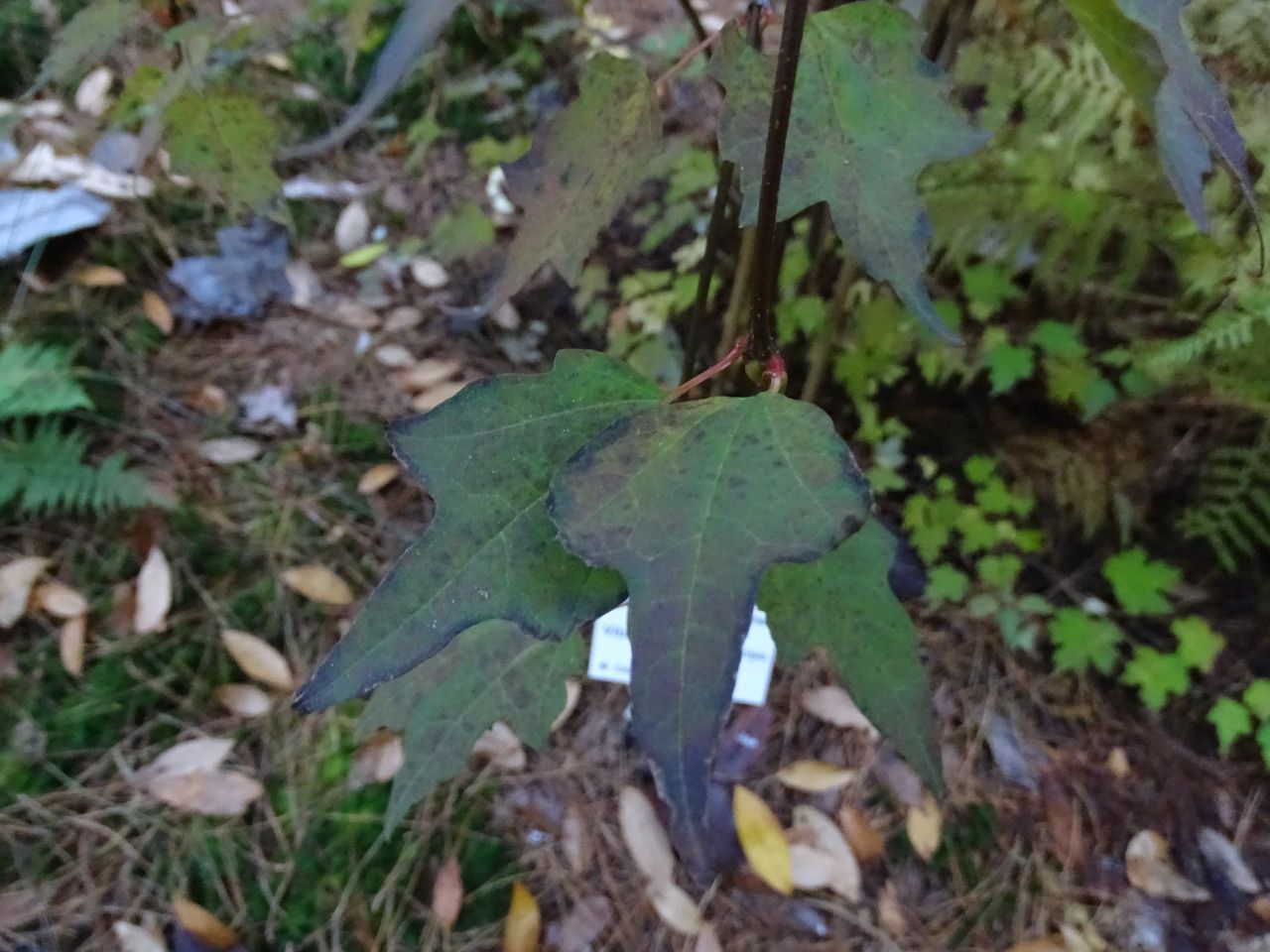 Viburnum kansuense leaf