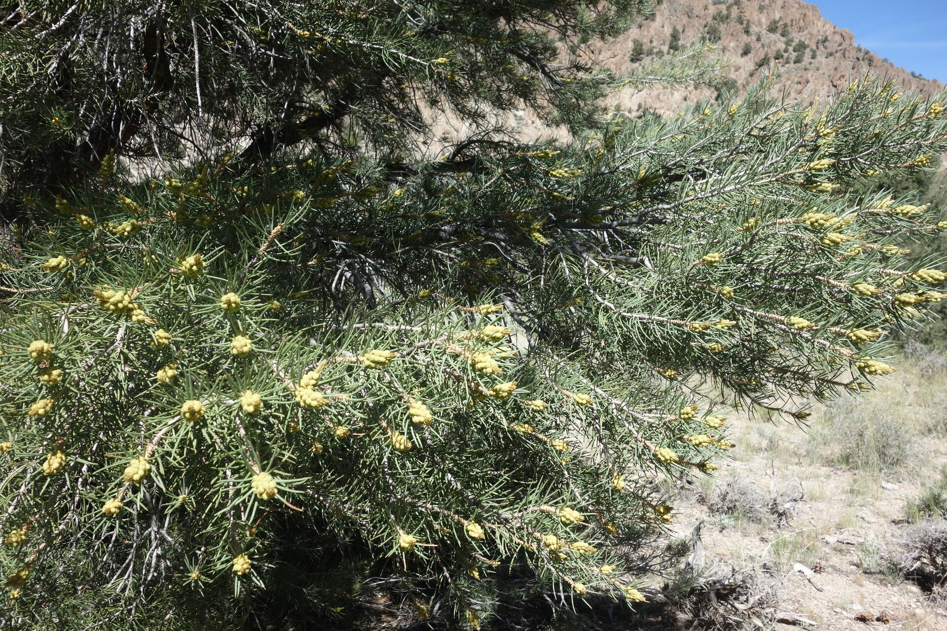 Pinus monophylla flower