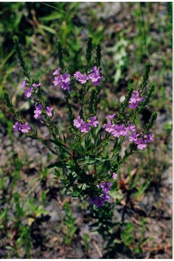 Lythrum alatum habit