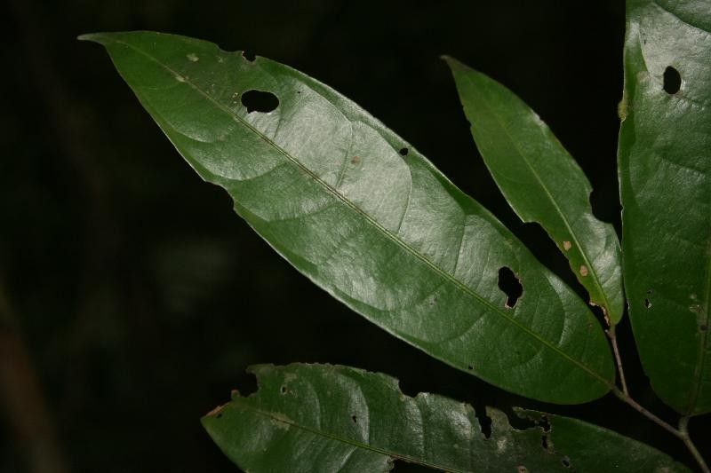 Eschweilera micrantha — houseplant care guide