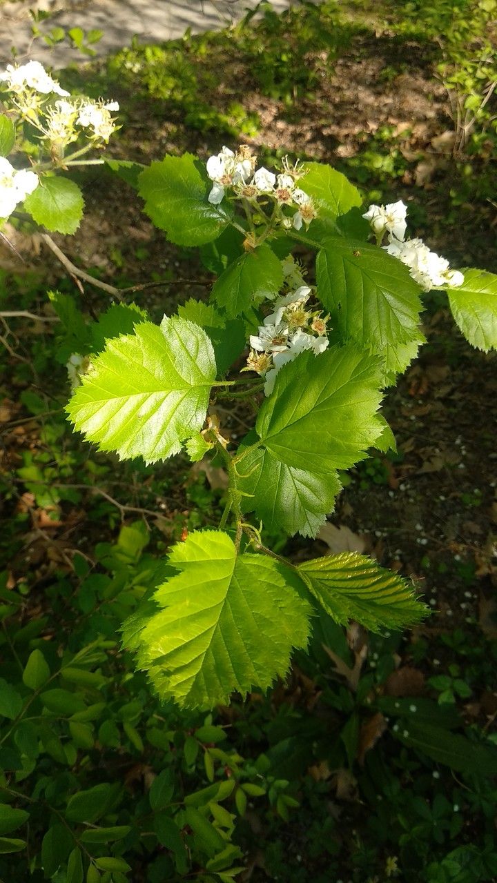 Crataegus arnoldiana leaf