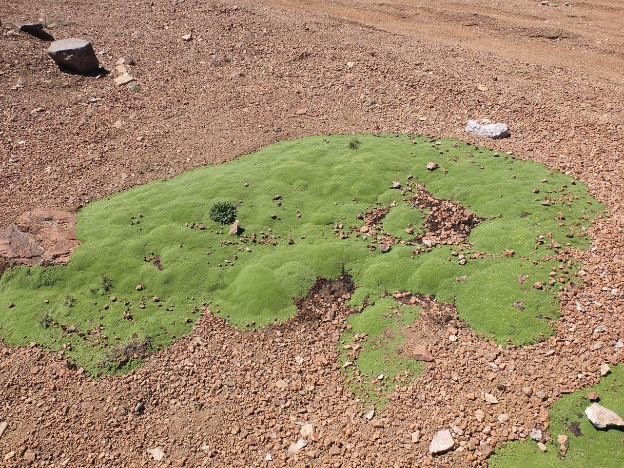 Azorella madreporica habit