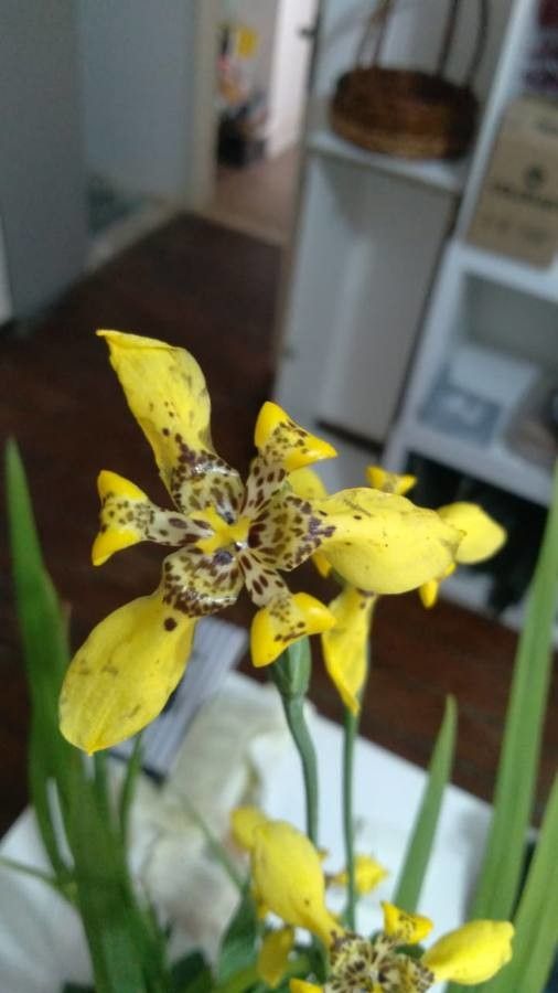 Trimezia fosteriana flower