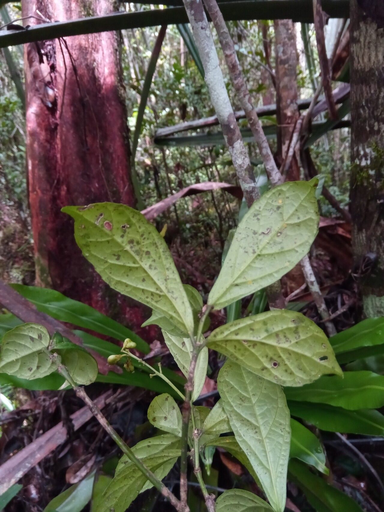 Rinorea bullata — houseplant care guide