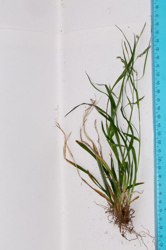 Carex strigosa bark