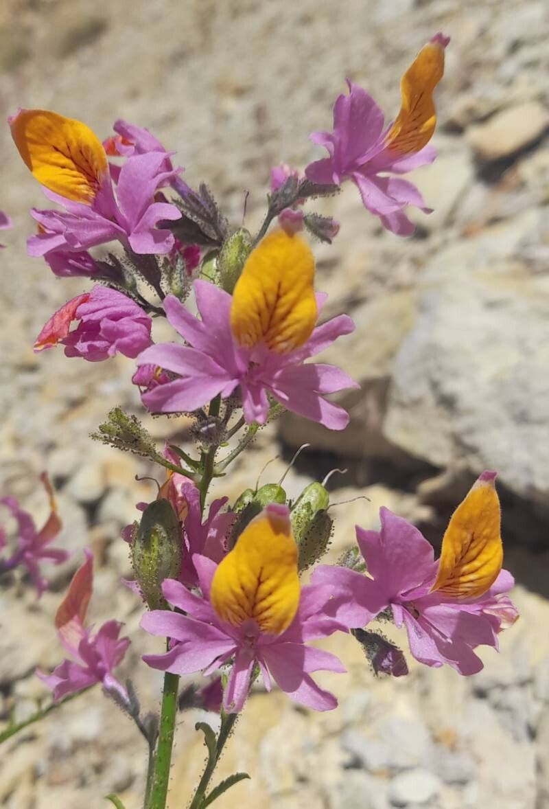 Schizanthus grahamii flower