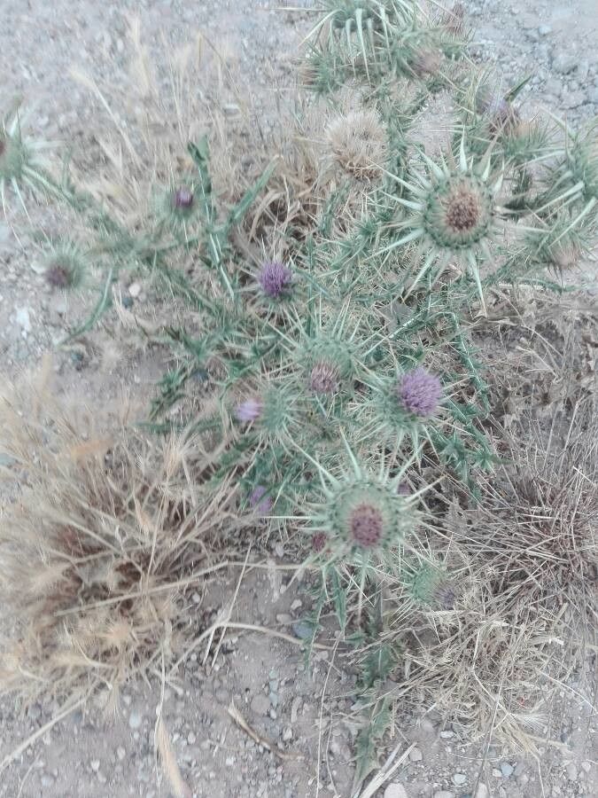 Onopordum algeriense flower