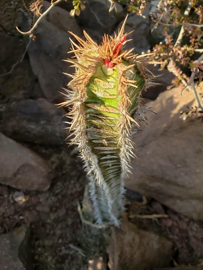 Euphorbia neohumbertii habit
