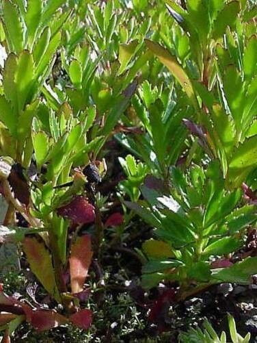 Phedimus sichotensis habit