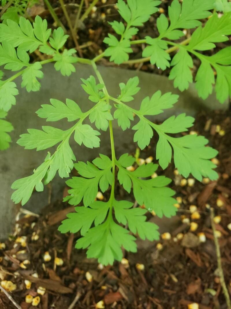 Dicentra eximia leaf