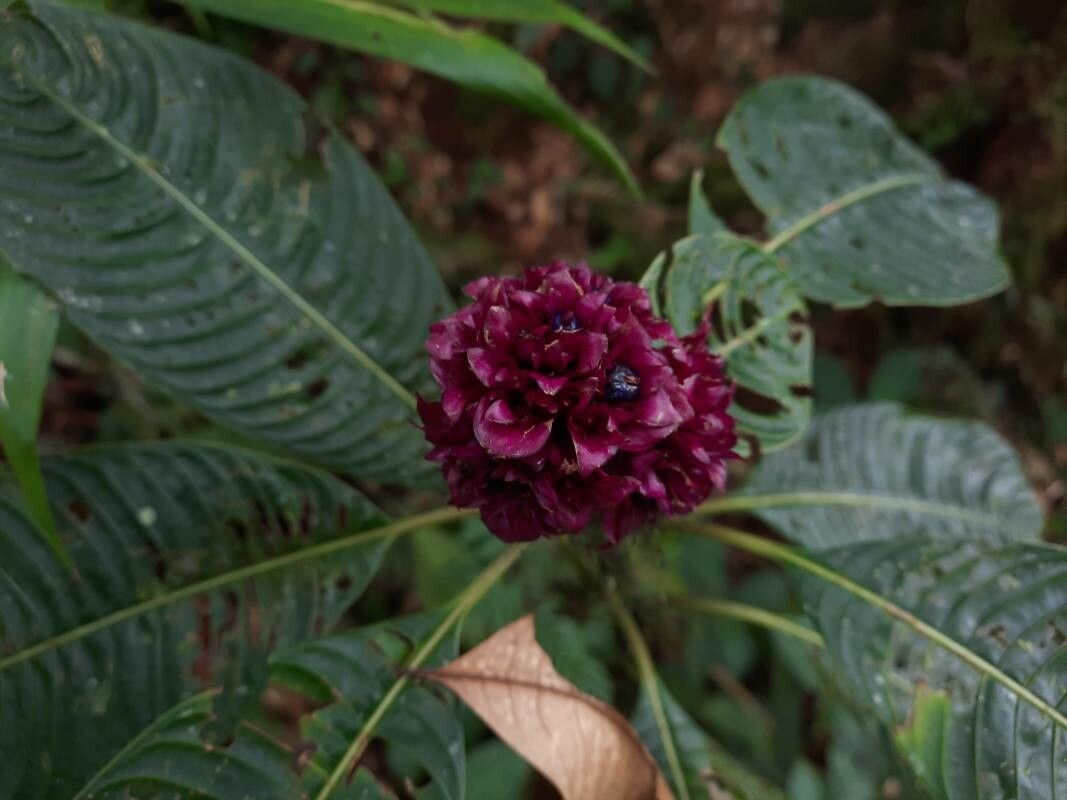 Psychotria guapilensis — houseplant care guide